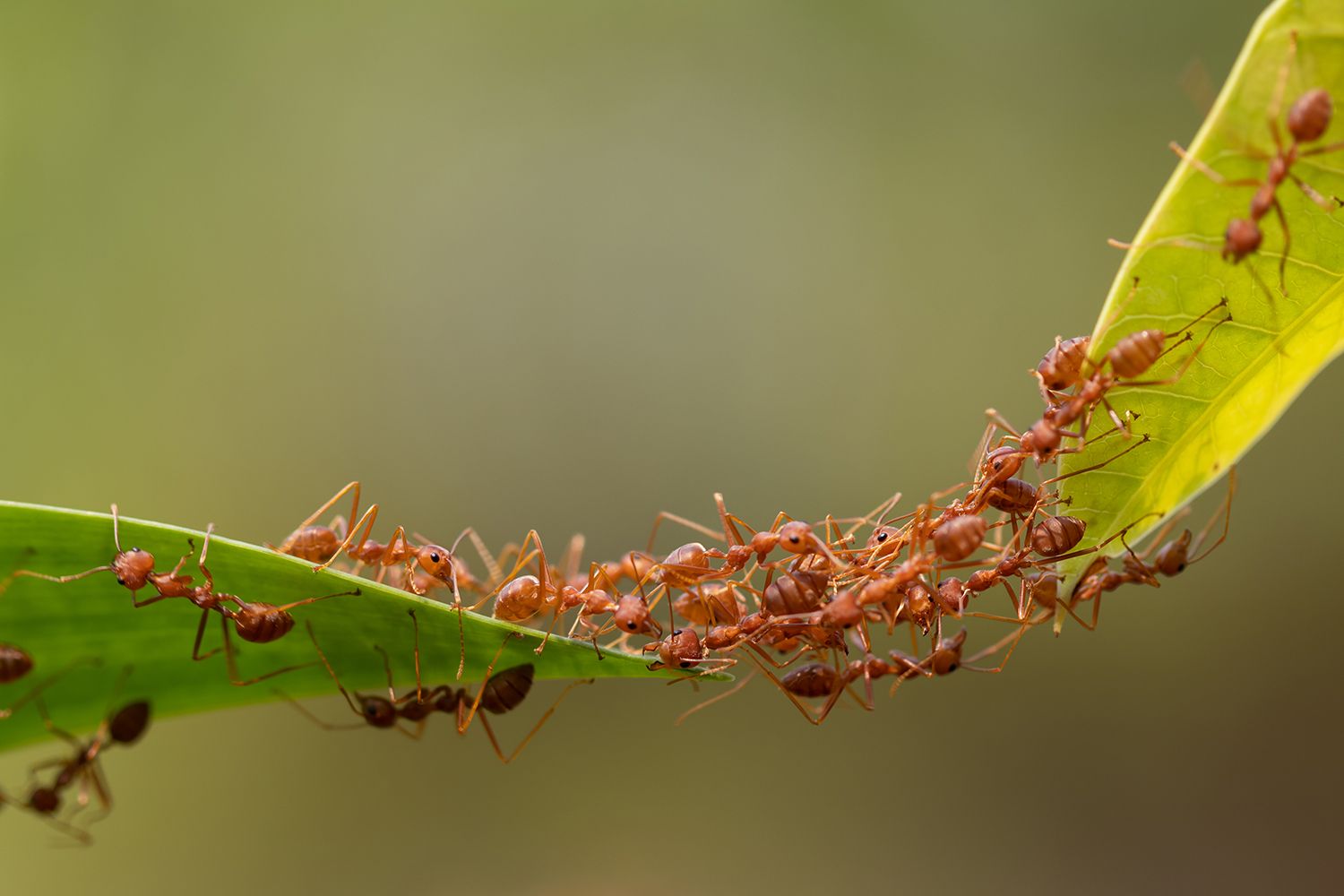 pestsure members